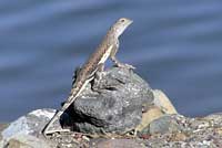 Northern Zebra-tailed Lizard