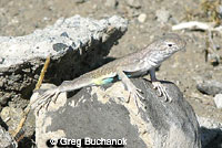 Northern Zebra-tailed Lizard