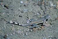 Northern Zebra-tailed Lizard