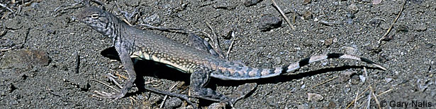 Northern Zebra-tailed Lizard