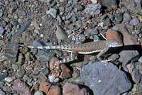 Northern Zebra-tailed Lizard