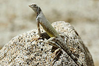 Western Zebra-tailed Lizard