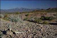 Western Zebra-tailed Lizard