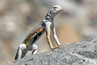 Western Zebra-tailed Lizard