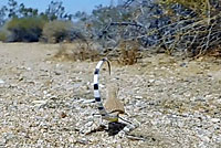 Western Zebra-tailed Lizard