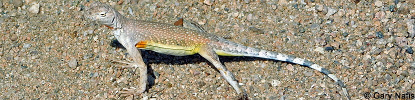 Western Zebra-tailed Lizard