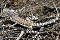 Western Zebra-tailed Lizard