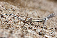 Western Zebra-tailed Lizard