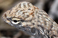 Western Zebra-tailed Lizard