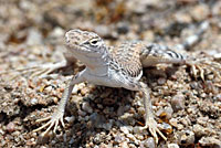 Western Zebra-tailed Lizard