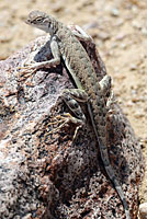 Western Zebra-tailed Lizard