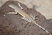 Western Zebra-tailed Lizard