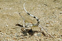 Western Zebra-tailed Lizard