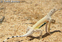 Western Zebra-tailed Lizard