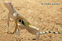 Western Zebra-tailed Lizard