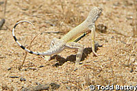 Western Zebra-tailed Lizard