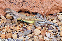 Western Zebra-tailed Lizard