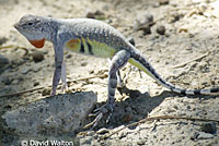 Western Zebra-tailed Lizard