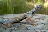 Northern Zebra-tailed Lizard