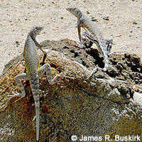 Western Zebra-tailed Lizard