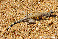 Western Zebra-tailed Lizard