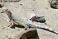 Western Zebra-tailed Lizard