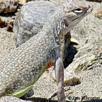 Western Zebra-tailed Lizard