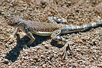 Western Zebra-tailed Lizard