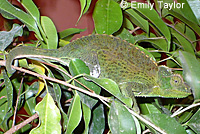 Yellow-crested Jackson's Chameleon