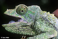 Yellow-crested Jackson's Chameleon