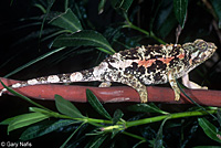 Yellow-crested Jackson's Chameleon