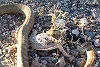 Southern Desert Horned Lizard