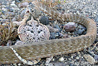 Southern Desert Horned Lizard