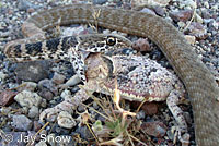 Southern Desert Horned Lizard