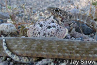 Southern Desert Horned Lizard