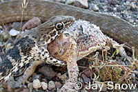 Southern Desert Horned Lizard