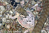 Southern Desert Horned Lizard