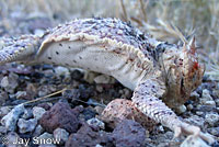 Southern Desert Horned Lizard