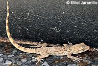 lizard