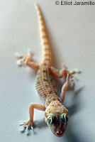 lizard