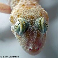 lizard