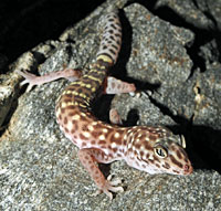 Peninsular Banded Gecko