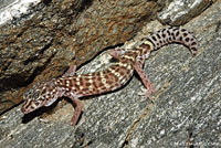Peninsular Banded Gecko
