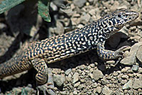 California Whiptail