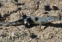 Coastal Whiptail