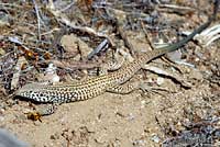 Great Basin Whiptail