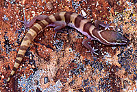 San Diego Banded Gecko