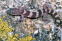 San Diego Banded Gecko