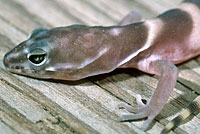 San Diego Banded Gecko