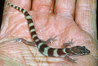 San Diego Banded Gecko